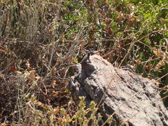 Sceloporus torquatus