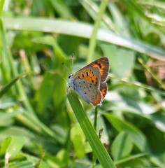 Lycaena phlaeas hypophlaeas