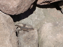 Sceloporus torquatus