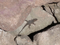 Sceloporus torquatus