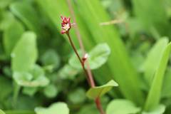 Persicaria muricata