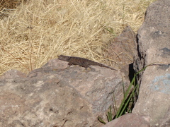 Sceloporus torquatus