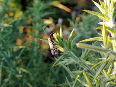 Chrysocrambus dentuellus