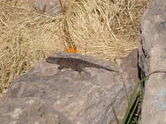Sceloporus torquatus
