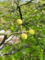Euphorbia boinensis