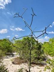 Euphorbia boinensis