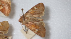 Amphipoea oculea