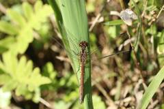 Sympetrum parvulum