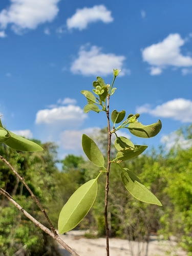 Margaritaria anomala observed 2020-10-21
