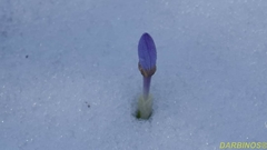 Crocus veluchensis