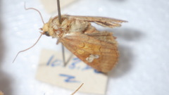 Amphipoea oculea