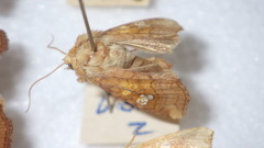 Amphipoea oculea