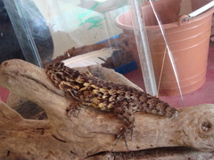 Sceloporus spinosus