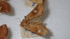 Amphipoea oculea