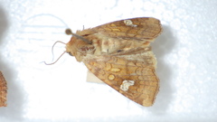 Amphipoea oculea