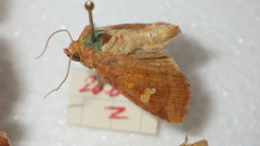 Amphipoea oculea