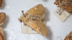 Amphipoea oculea