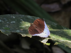 Tanaecia godartii