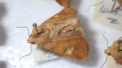 Amphipoea oculea