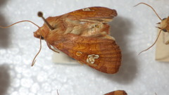 Amphipoea oculea