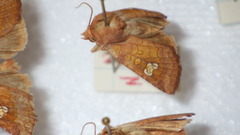 Amphipoea oculea