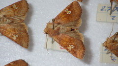 Amphipoea oculea