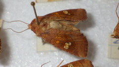 Amphipoea oculea