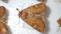 Amphipoea oculea