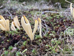 Clavaria argillacea