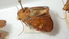 Amphipoea oculea