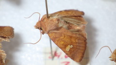 Amphipoea oculea