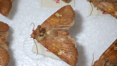 Amphipoea oculea