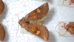 Amphipoea oculea