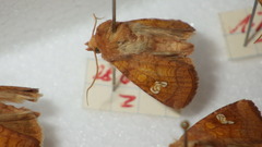 Amphipoea oculea