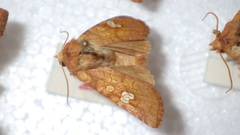 Amphipoea oculea