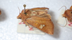 Amphipoea oculea
