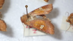 Amphipoea oculea