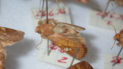 Amphipoea oculea