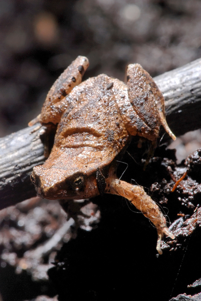 Crombie's Dwarf Frog