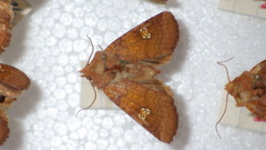 Amphipoea oculea