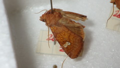 Amphipoea oculea