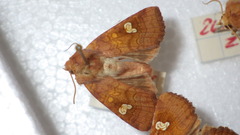 Amphipoea oculea