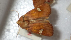 Amphipoea oculea
