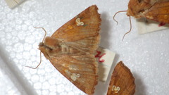 Amphipoea oculea