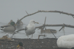Larus cachinnans
