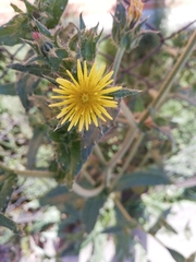 Helminthotheca echioides