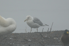 Larus cachinnans