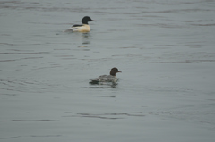 Mergus merganser