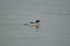 Mergus merganser