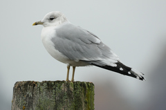 Larus canus